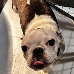 Maggie - Brindle and white female Boston Terrier puppy in Yakima, Washington from Barnett’s AKC Boston Terriers