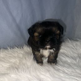 Boy 1 - Sable and white male Shih Tzu puppy in Tenino, Washington from Fantasy Realm Shih Tzus