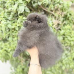 Luna - Black female Pomeranian puppy in Phoenix, Arizona from Luxpomz