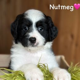 Nutmeg - Black tri-color female Aussiedoodle puppy in Lancaster, Minnesota from Finney Ranch