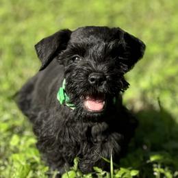 Miniature Schnauzers from Blissful Standards