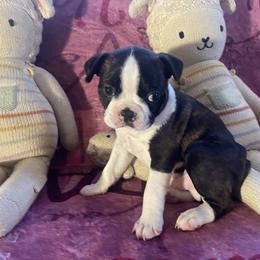 Theo - Black brindle and white male Boston Terrier puppy in Tampa, Florida from Bayshore Boston Terrier’s