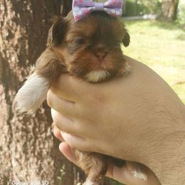 Liver and white girl - Liver and white female Shih Tzu puppy in Arcadia, Florida from Kitsune Cuddles and kisses