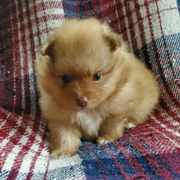 Companion Cross, Pomeranian, and Sheepadoodle Puppies from Fluffy Wonders Poms and Doodles