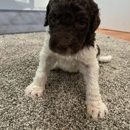 Aussiedoodle and Poodle Puppies from Covington Acres