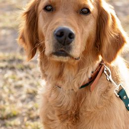 Golden Retrievers from Canyon Edge Acres