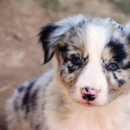 Australian Shepherd Puppies from Mott Ranch - Blazin' Sun Aussies