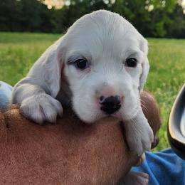 Boy 3 - White male Llewellin Setter puppy in North Dinwiddie, Virginia from Pups Furever