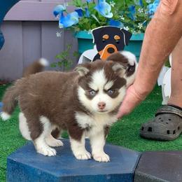 Hope - Red and white female Pomsky puppy in Spring Hill, Florida from PDQ Pomskies
