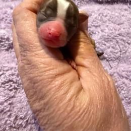 Cirrus (Tiny) - Chocolate sabled fawn male Chihuahua puppy in Seneca, Missouri from Stephanie’s Puppy Colony