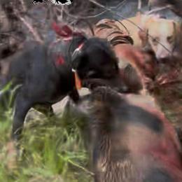 Warden - Catahoula Leopard Dog