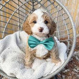 Ron F1b - Apricot male Cavapoo puppy in Wamego, Kansas from Doodles of Oz