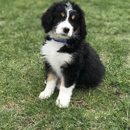 Bernedoodle and Goldendoodle Puppies from Country View Bernedoodles and Goldendoodles