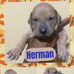 Herman - Fawn male Great Dane puppy in Bolivar, New York from Prophecy Danes