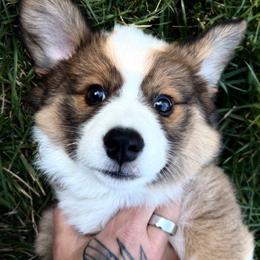 Girl 1 - Sable and white female American Corgi puppy in Castle Rock, Washington from R and b corgis and farm