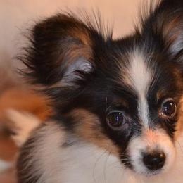 Papillons from Pawsitively Divine Papillons