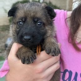Male 1 - Sable male German Shepherd puppy in Natalia, Texas from Sudenblick German Shepherds