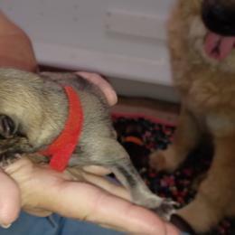 Red Collar - Red male Eurasier puppy in Lakewood, Ohio from Exquisite Eurasier