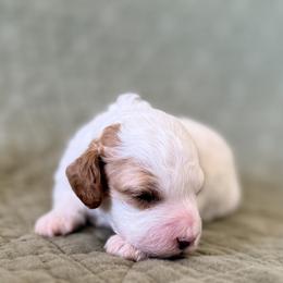 Polka - Blenheim female Cavapoo puppy in Kennewick, Washington from The Little Park Farm
