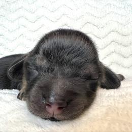 Blanche - Black and cream female Dachshund puppy in Woodburn, Oregon from Primo Dachshunds