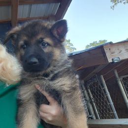 Boy 5 - Sable German Shepherd puppy in Grimesland, North Carolina from Von Stancill German Shepherds
