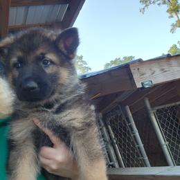 Boy 5 - Sable German Shepherd puppy in Grimesland, North Carolina from Von Stancill German Shepherds
