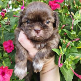 Chocolate Socks - Liver male Shih Tzu puppy in Vinita, Oklahoma from Locust Creek Shih Tzu & Havanese