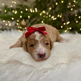 Holly - Apricot female Goldendoodle puppy in Rio Linda, California from Plush Doodles
