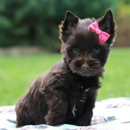 Yorkshire Terrier puppies from Betterthan Chocolate Yorkies
