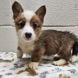 Donatello (George) - Red male Pembroke Welsh Corgi puppy in Castle Rock, Washington from Heckman Corgis