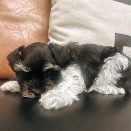 Mary - Parti female Miniature Schnauzer puppy in Cheney, Washington from Rolling Hills Schnauzers