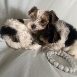 Pepper - Parti female Yorkshire Terrier puppy in Phil Campbell, Alabama from MagnoliaYorkies