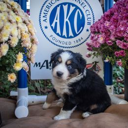 Girl 1 - Black tri male Miniature Australian Shepherd puppy in Easton, Missouri from Country Creek Kennels