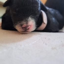 Portuguese Water Dog Puppies from Presidio PWDs