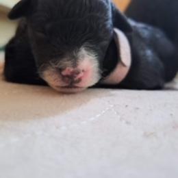 Portuguese Water Dog Puppies from Presidio PWDs