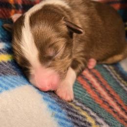Chowder - Red tri-color male Australian Shepherd puppy in Russellville, Kentucky from Page Family Homestead