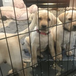 Labrador Retriever Puppies from Sycamore Kennels