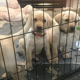 Labrador Retriever Puppies from Sycamore Kennels