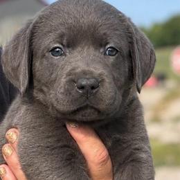 Majesty - Charcoal female Dilute Retriever puppy in Baldwin City, Kansas from Hedge Lane Labradors