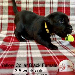 Yellow Collar - Black female Labrador Retriever puppy in Alvin, Texas from Red Retrievers