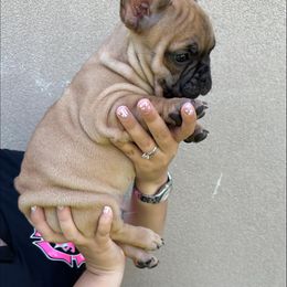 French Bulldog Puppies from OMG FRENCHIES