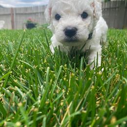 Male 4 - White male Bichon Frise puppy in Pocatello, Idaho from Sarah's Cavachons, Bichons & King Charles Cavalier Spaniels