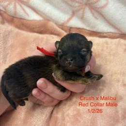 Red Collar Male - Red sable male Pomeranian puppy in Lehi, Utah from Candy Shop Poms