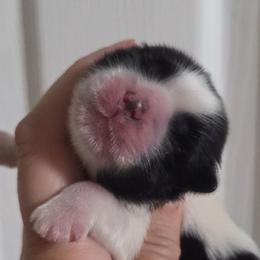 Gigi - Black and white female Shih Tzu puppy in Waynesboro, Pennsylvania from Big Win Shih Tzus