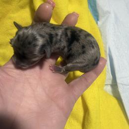 Peanut - Black and tan male Yorkshire Terrier puppy in Florence, Kentucky from 4paws4ever by Design