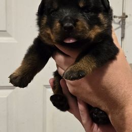 Purple girl - Black and mahogany female Rottweiler puppy in Massachusetts from Von Gogginhaus Rottweilers