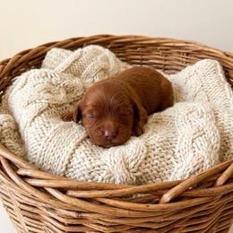 Nutmeg - Red female Cavapoo puppy in Salt Lake City, Utah from SunnySide Mini Doodles