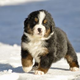 Bernese Mountain Dog, Golden Mountain Dog, and Golden Retriever Puppies from Grateful Bernese
