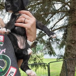 Boxer Puppies from Winchester Boxers