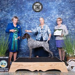 German Shorthaired Pointer All Grown Up from Halestorm Kennel